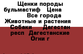 Щенки породы бульмастиф › Цена ­ 25 000 - Все города Животные и растения » Собаки   . Дагестан респ.,Дагестанские Огни г.